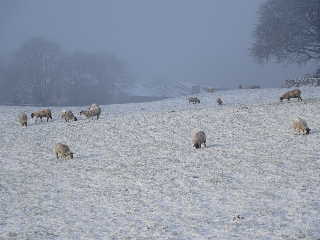 sheep (in the snow) by anniesue