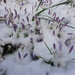 crocuseses (in the snow) by anniesue