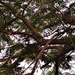 Under The Poinciana Tree ~ by happysnaps