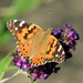 “Painted Lady” by rhoing