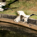 Ibis landing by sugarmuser