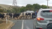 31st Jan 2019 - Haven’t had to stop for cows crossing the road for quite sometime this on State Highway 10