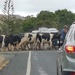 Haven’t had to stop for cows crossing the road for quite sometime this on State Highway 10 by Dawn