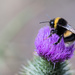 bumble bee by ulla