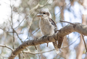 31st Jan 2019 - kookaburra