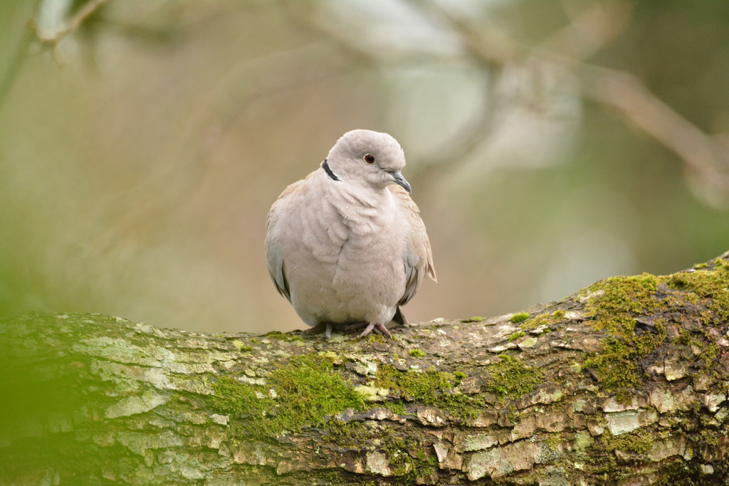 Collared Dove...... by ziggy77