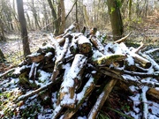 31st Jan 2019 - Chilly log pile