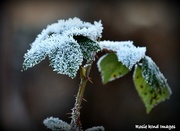 31st Jan 2019 - Frosty leaves