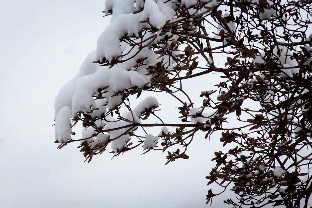 Snowy bush by mittens