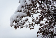 31st Jan 2019 - Snowy bush