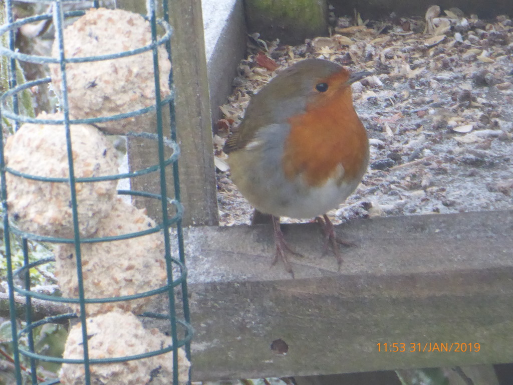 little robin redbreast by snowy