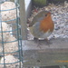 little robin redbreast by snowy