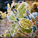  frosty leaves by judithdeacon