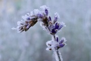 31st Jan 2019 - Lavenders White Dilly Dilly