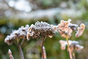 31st Jan 2019 - Frost and Bokeh 