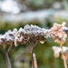 Frost and Bokeh  by pamknowler