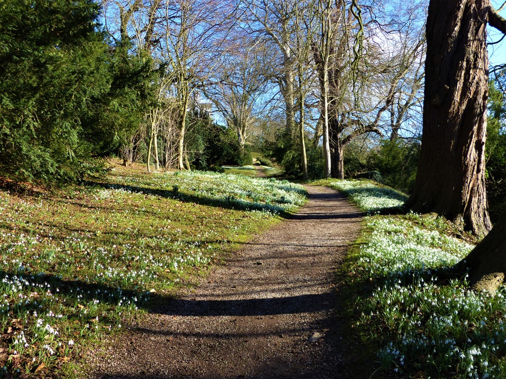 Carpets of Snowdrops by susiemc