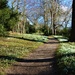 Carpets of Snowdrops by susiemc