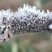 Hoar Frost on a Branch by cataylor41