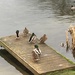 Ducks at The Resevoir  by cataylor41