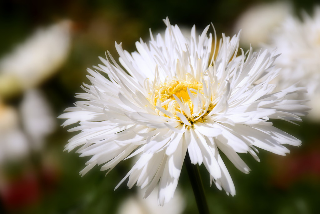 Another Dahlia or Crysanthemum? by nickspicsnz