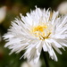 Another Dahlia or Crysanthemum? by nickspicsnz