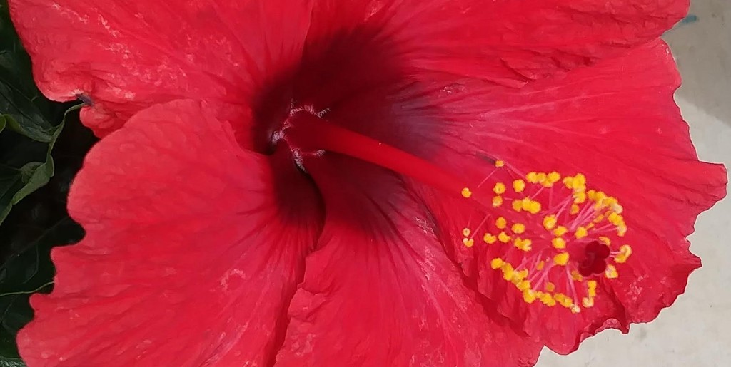 Red Hibiscus by stownsend