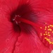 Red Hibiscus by stownsend