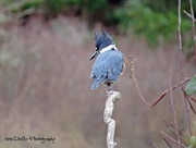 31st Jan 2019 - Belted Kingfisher