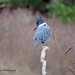 Belted Kingfisher by kathyo