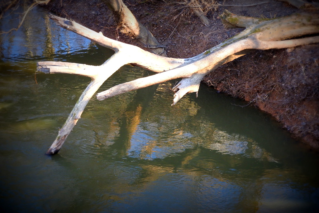 Reflections on driftwood by homeschoolmom