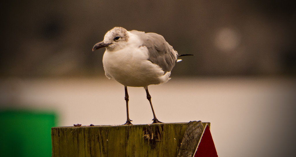 Seagull on the Post! by rickster549