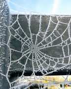 31st Jan 2019 - Frosted web I