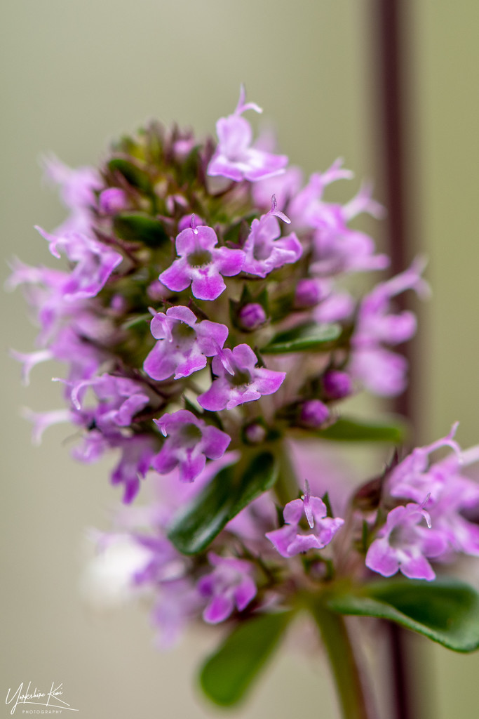 Oregano Flower Macro by yorkshirekiwi