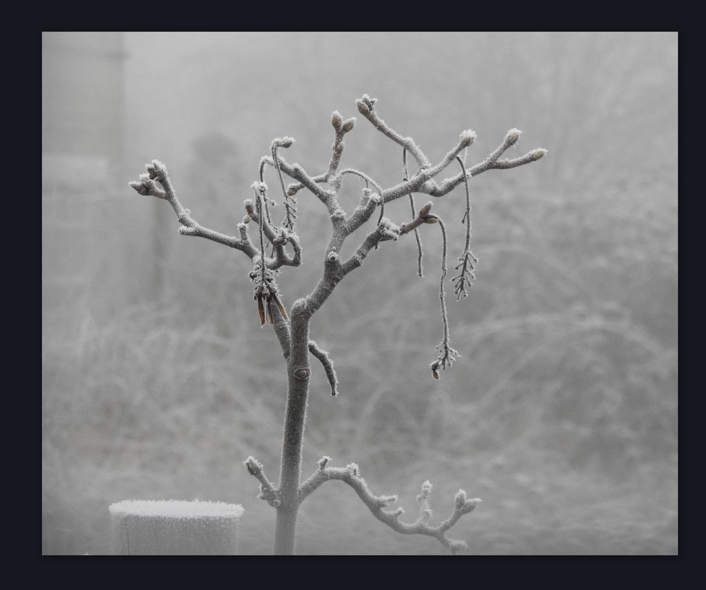 A Cold, Frosty, Misty, Morning by oldjosh