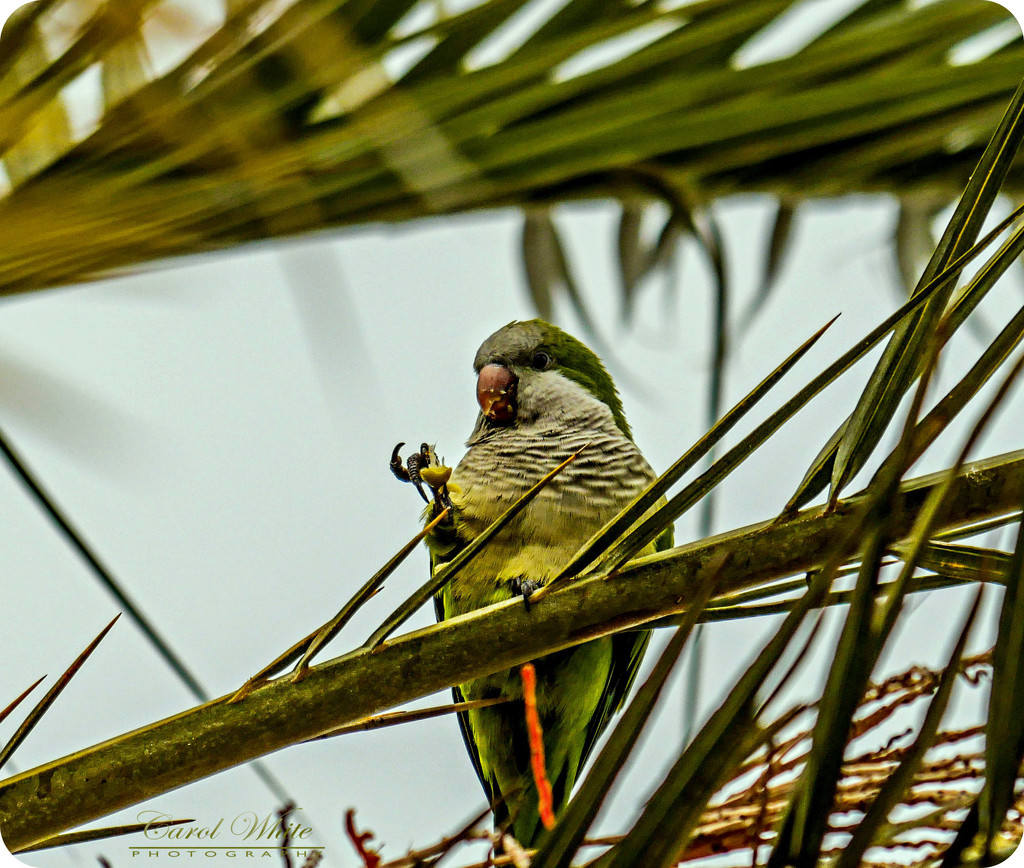 Monk Parakeet by carolmw