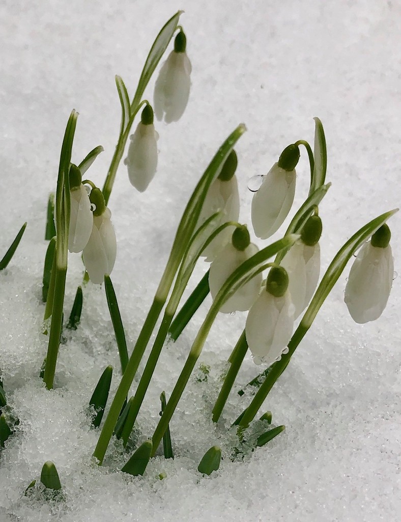 Brave little snow drops! by nicolaeastwood