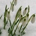 Brave little snow drops! by nicolaeastwood