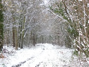 1st Feb 2019 - Woodland archway in the snow