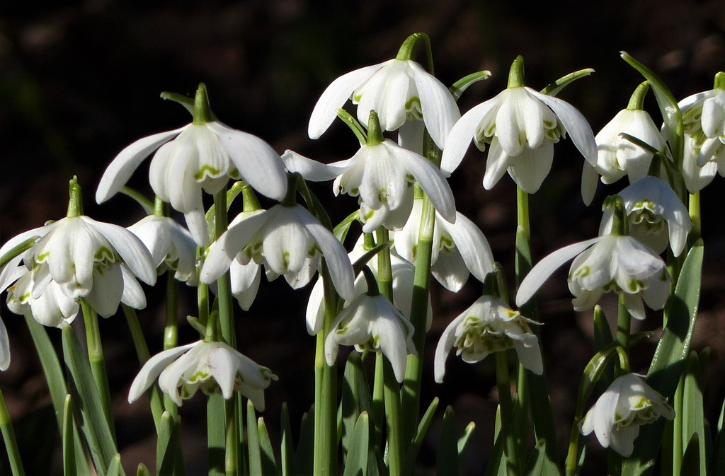   Snowdrops  by susiemc