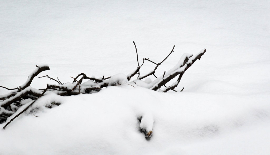 Snow and branches by mittens