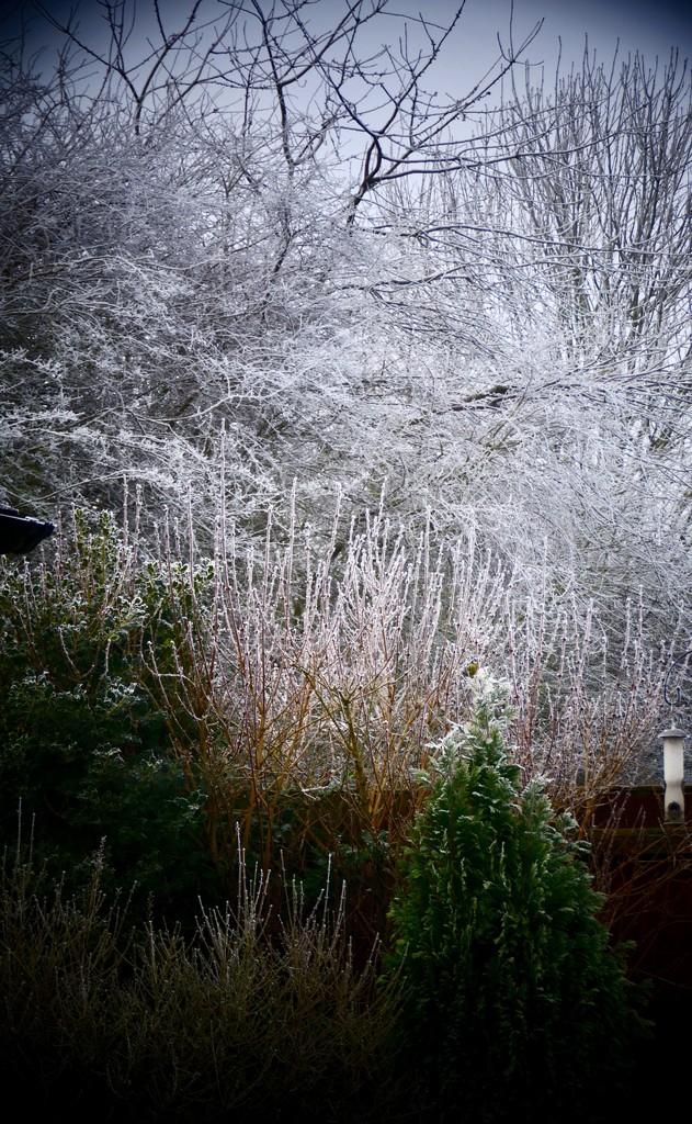 Frosty Garden by carole_sandford