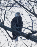 21st Jan 2019 - Bald Eagle Closeup