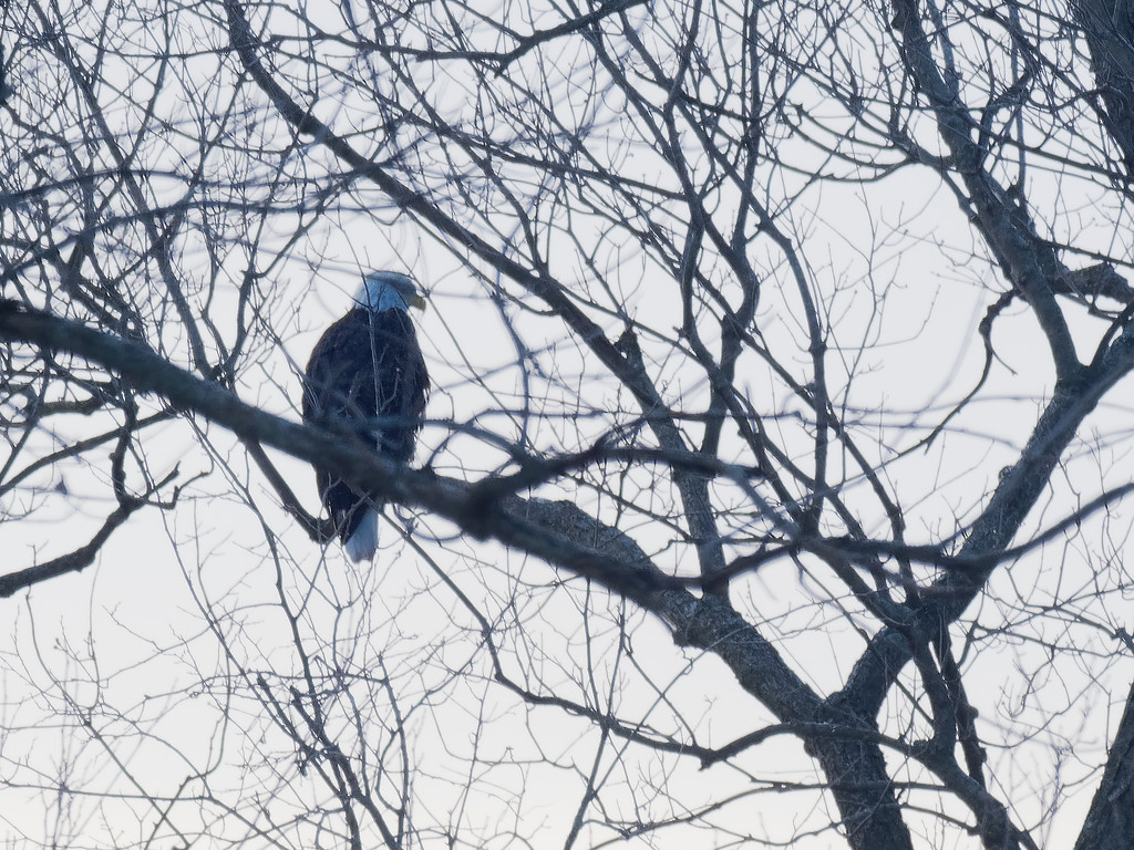 bald eagle in a Tree by rminer