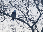 21st Jan 2019 - bald eagle in a Tree