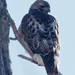 red-tailed hawk portrait by rminer