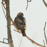 1st Feb 2019 - red-tailed hawk square