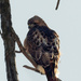red-tailed hawk by rminer
