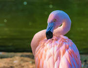 1st Feb 2019 - Flamingo Friday '19 05