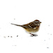 Sparrow on the Snow by farmreporter